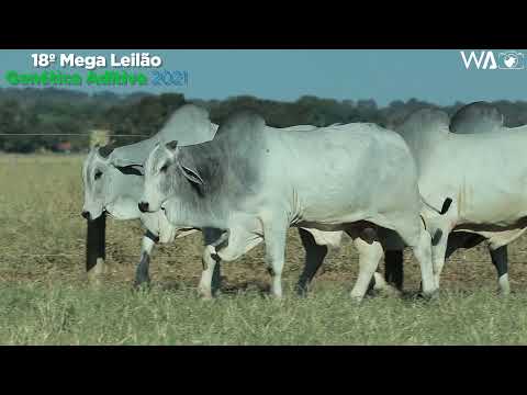 LOTE 205 - MEGA LOTE - 18º MEGA LEILÃO GENÉTICA ADITIVA 2021