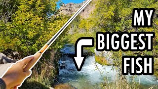I Just Caught My Biggest Fish Ever (Tenkara Fly Fishing)