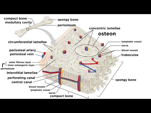 Bones: Structure and Types