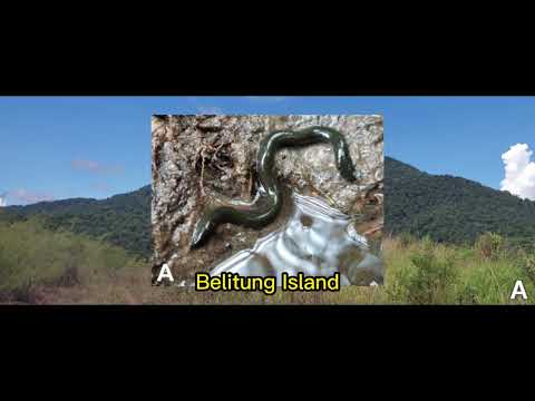 Penemuan kembali Billiton caecilian di Pulau Belitung setelah lebih dari 5 dekade menghilang