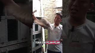 CARA MERPATI TAMBAH GIRING KERAS