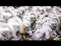 College Football Pump Up // "Believer" // 2017-2018 // ᴴᴰ //