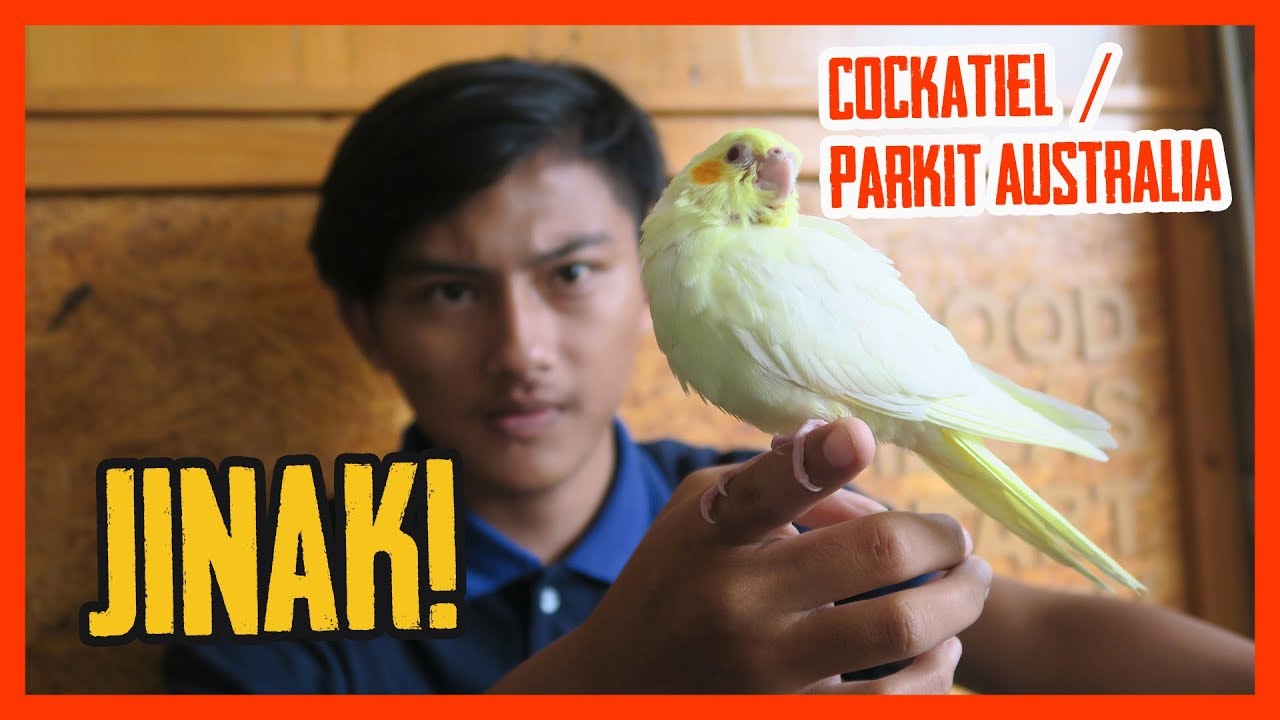 Cara Melatih Burung Cockatiel / Parkit Australia Supaya Jinak - Sering