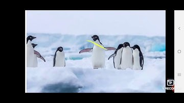 class  3 EVS cha 7 Part 1 THE ANIMAL WORLD