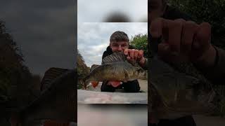 Grande Persico Del Canale Con Il Dropshot  pesca