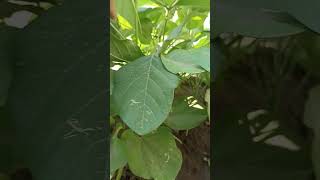 Download Lagu Rahasia budidaya kacang koro pedang#shorts#suasana#kacangkoro MP3