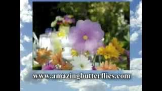 Amazing  Weddings Live Butterfly Release