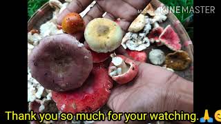 Mushroom hunting in the wild.