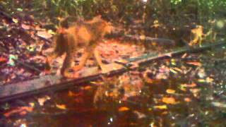 Going one by one: pig-tailed macaques recorded on camera trap @BorneoNatureFoundation
