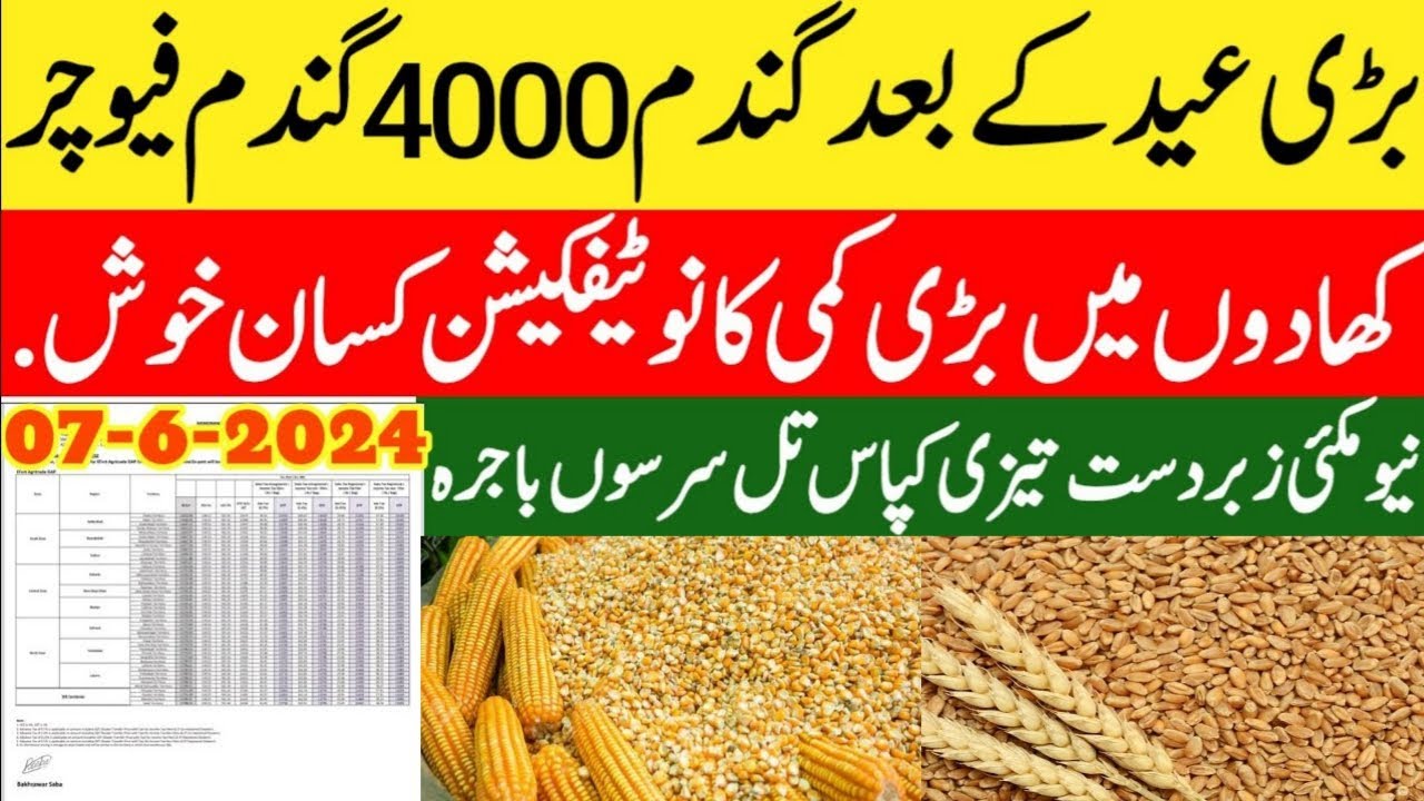 wheat price today in Pakistan/gandam rate today/wheat price today in ...