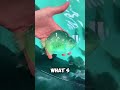 Sticky Fish: How Lumpfish Are Revolutionizing Aquaculture 🐟✨ #shorts