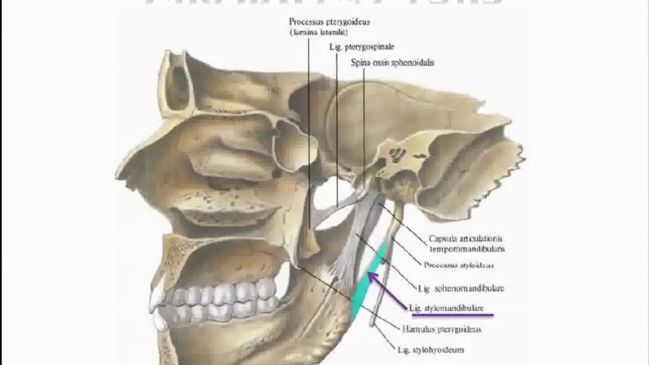 Соединение нижнечелюстной и височных костей. Анатомия сустава ВНЧС. Височно верхнечелюстной сустав анатомия. Связочный аппарат ВНЧС. Строение ВНЧС связки.