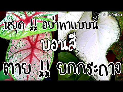 ผลสลากกินแบ่งรัฐบาล วันที่ 1 พย. 2567 ผลสลากกินแบ่งรัฐบาล วันที่ 1 พย. 2567