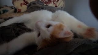 【日常】二度寝を起こしにくるレイモンド by 猫のマーシャ 40 views 1 day ago 1 minute, 55 seconds