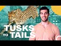 Cheetah Speed and Conservation Quiz