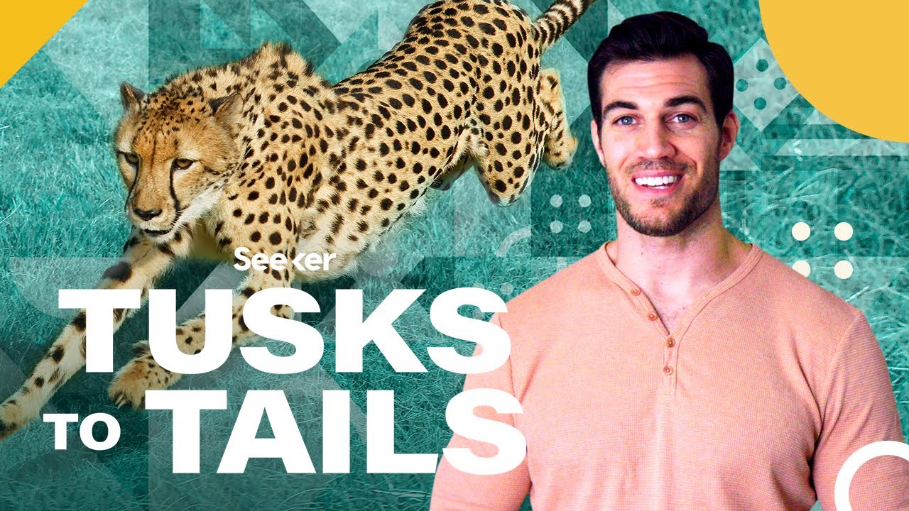 Here's Why Cheetahs Are So Much Faster Than Other Animals - YouTube