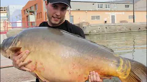 Carpa royal 31kg - 68lb en Mequinenza by Erik Torres