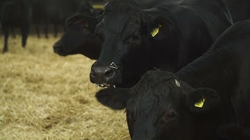 The cows body language