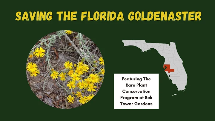 Saving the Florida Goldenaster