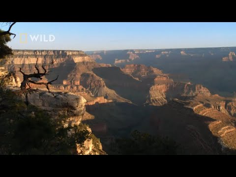 Wideo: Wycieczki na mule do Wielkiego Kanionu