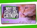 Understanding Catnip and Feline Responses