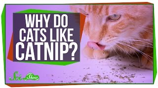 Why Do Cats Like Catnip? Why Do Cats Like Catnip?
