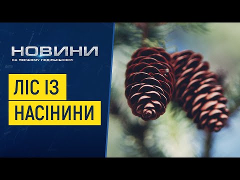 Заготівля насіння шишок що можна отримати із маленького зернятка