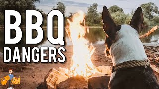 Can Dogs Eat Corn Cobs + Other BBQ Dangers for Pets | Hot Weather Dog Care pt 3