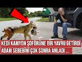 Kedi Kamyon Şoförüne Bir Yavru Getirdi, Adam Sebebini Çok Sonra Anladı