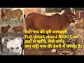 क्या राठी गाय की डेयरी में फायदा है? Complete detail about Rathi Cow. कहाँ से खरीदे, कैसे रखे।