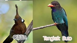 Tengkek Buto vs Cililin GACOR Nembak Rapat dan jernih screenshot 4