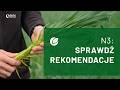 Dawka N3 w zbożach: jak podkręcić białko i jakość ziarna? 🌾📈