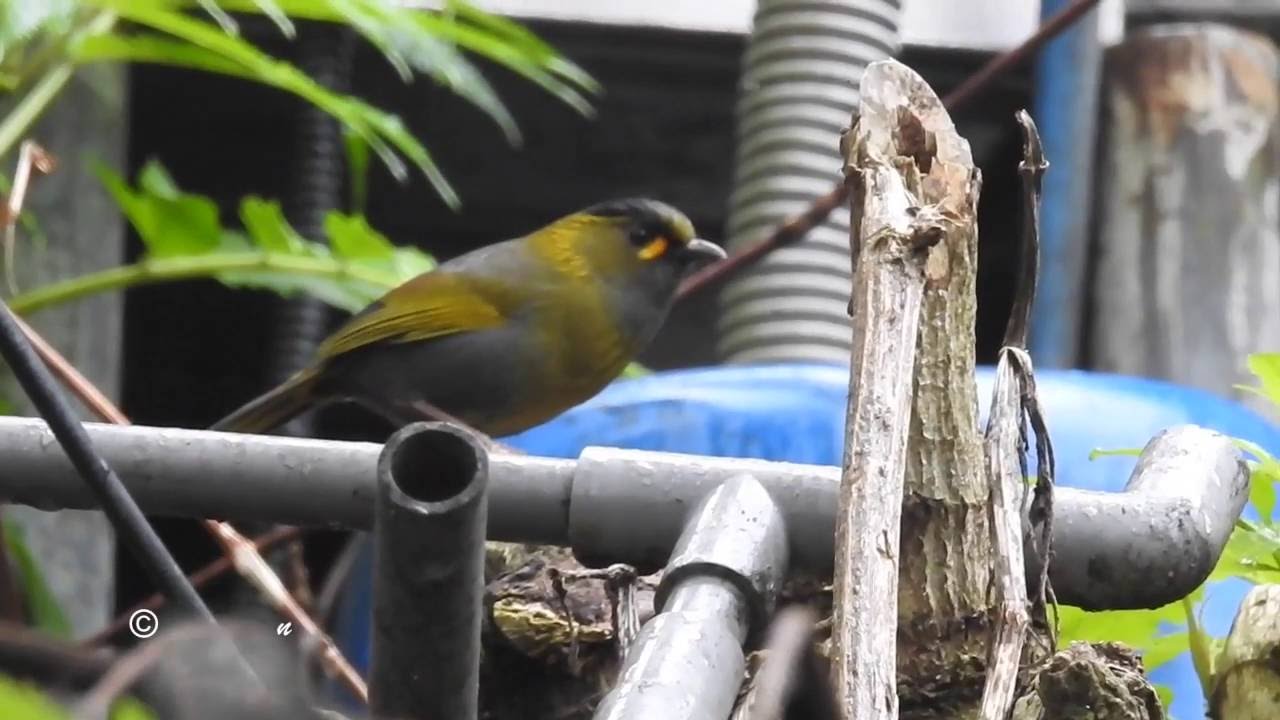 Steere's Liocichla (Liocichla steerii)