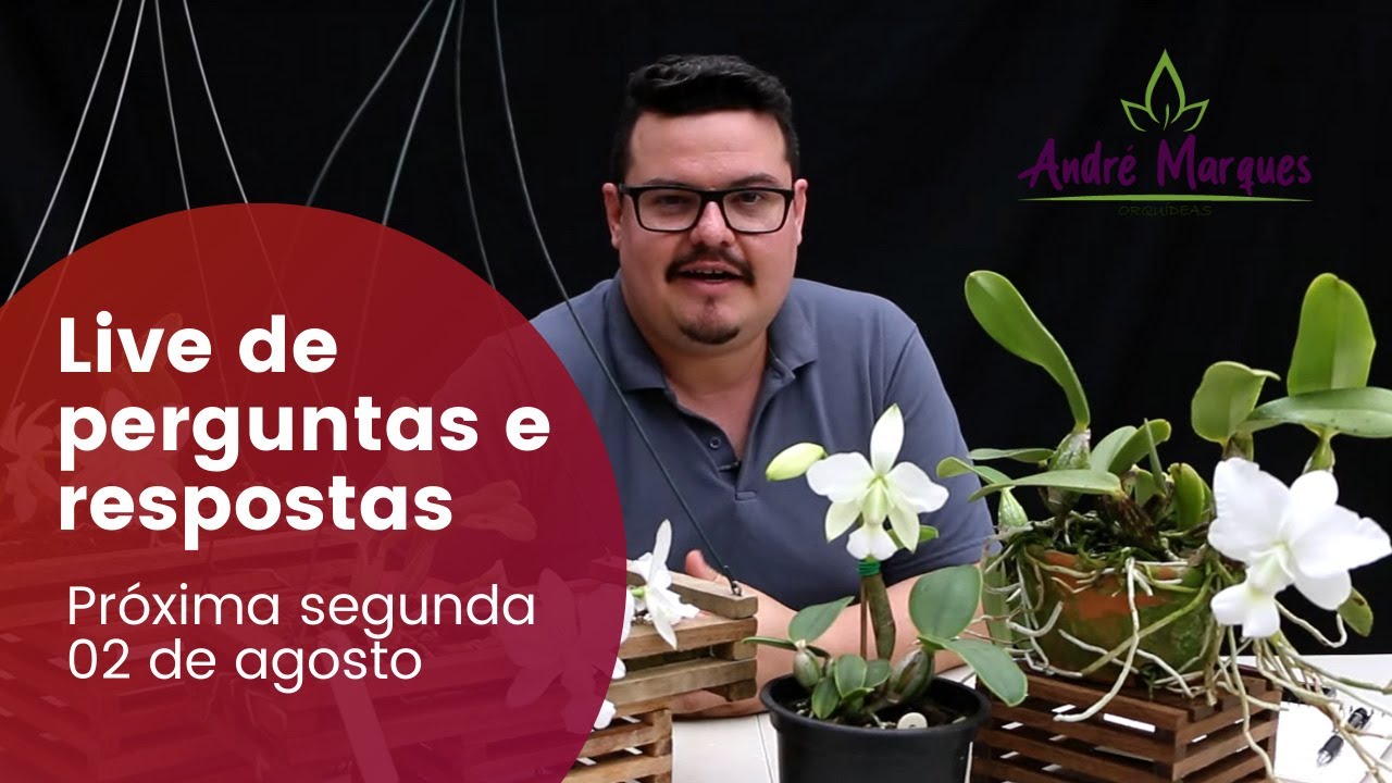 1ª Live de Perguntas e Respostas - YouTube