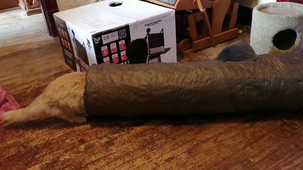 Crazy cat tube experience YouTube