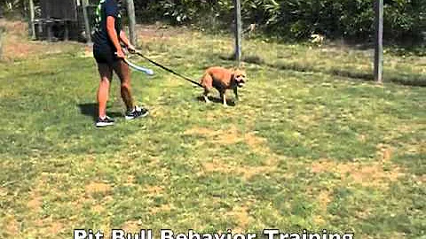 Training My Pit Bull, Pit Bull Behavior Training, ...