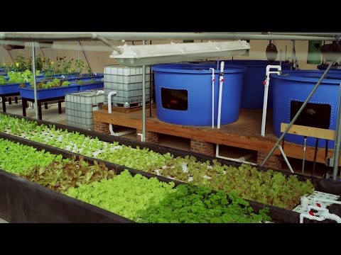 mô hình aquaponics  WaterTechOnlineWaterTechOnline