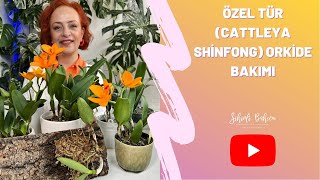 Özel Tür Orkide  (Cattleya Shinfong) Orkide Bakımı