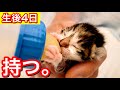 ミルクを飲むと止まらない生後４日の赤ちゃん子猫。【保護猫】