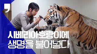 자연사한 시베리아 호랑이에 생명을 불어넣다 ㅣ 박제과정 대공개