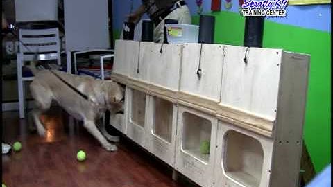 Spratly K9 Scent Detection Dog Training (Part 2)