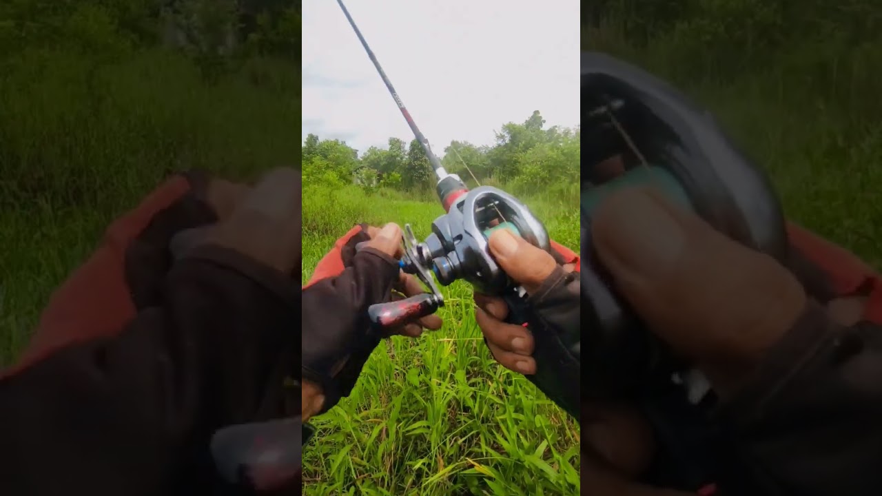 bagian 612 casting ikan gabus 