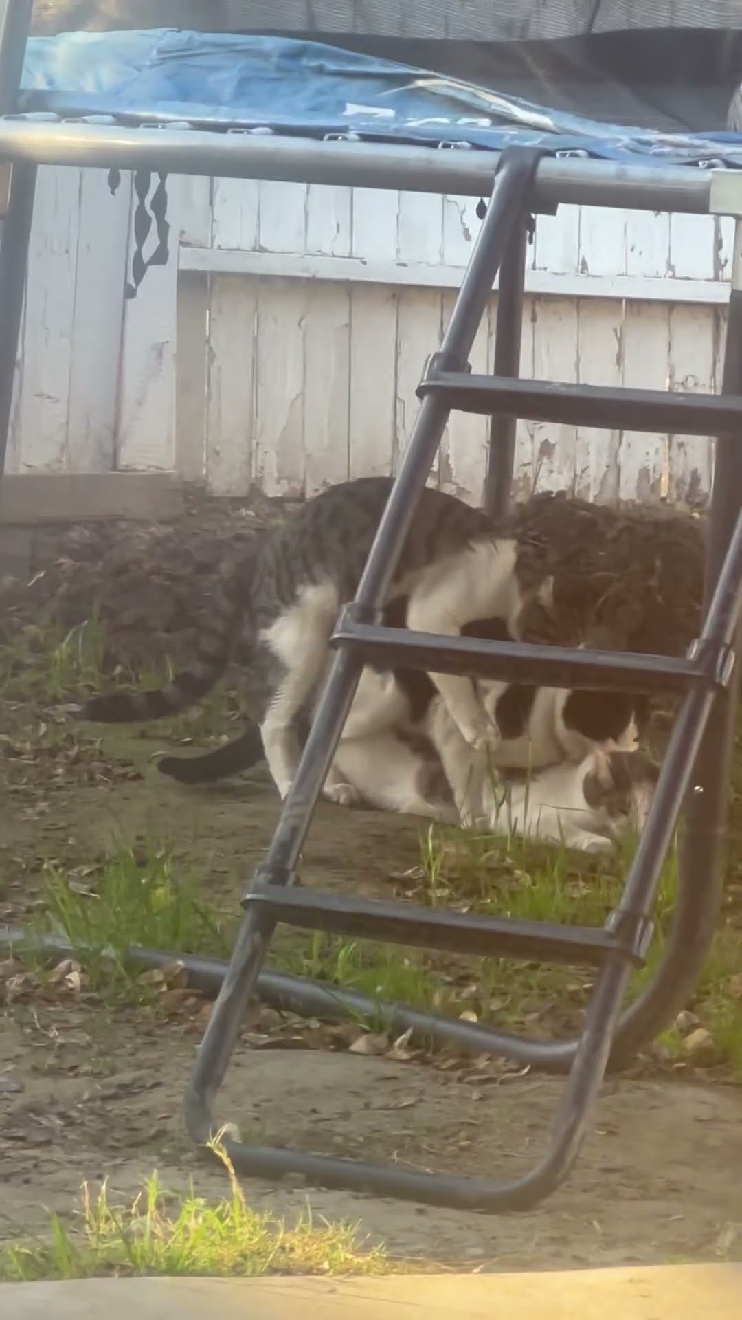 Cats Caught In Compromising Position || ViralHog