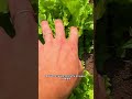 Cosa abbiamo in PRODUZIONE a LUGLIO #shorts #mattthefarmer #orto #estate