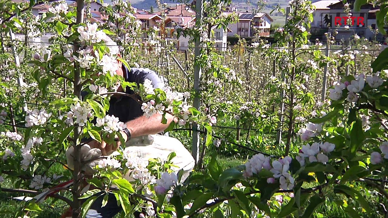Dagli Incroci nuove varietà di melo - FEM informa 03/05/14