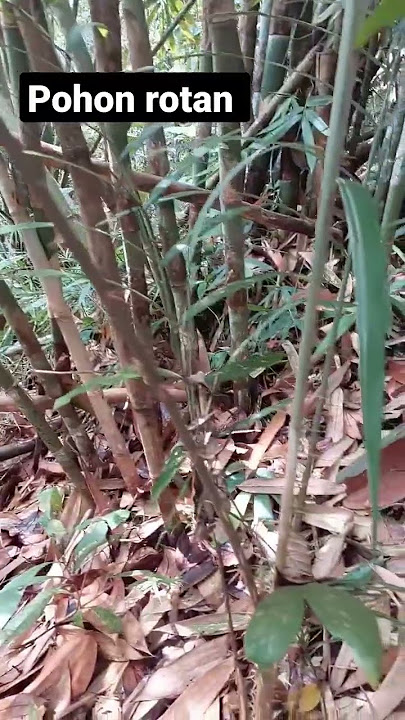 pohon rotan yang masih muda#viral #videoshort