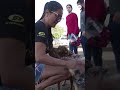 Pet owners in Brazil reunited with dogs after severe flooding