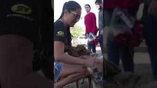 Pet owners in Brazil reunited with dogs after severe flooding
