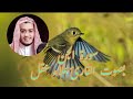 سورة الجن بصوت القارئ علاء عقل 1123