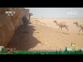 《秘境之眼》 野骆驼 20240414| CCTV